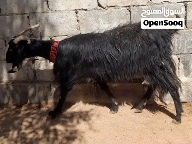 عقائق ذبائح نذر