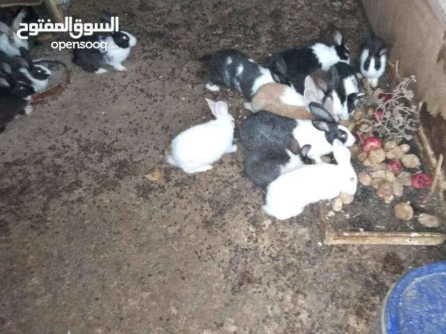 ارانب بلدي للبيع المستعجل مشكل كبير وصغير ومعاشير ومواليد