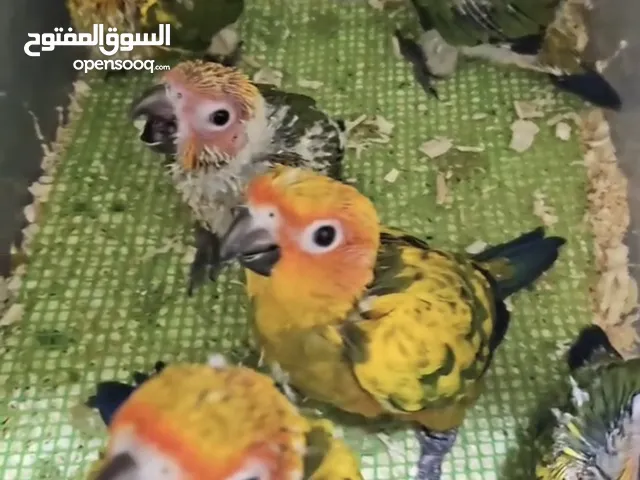 صن كنيور انتاج محلي فروخ تقبل الغر انتاج 2025