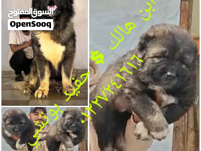 كوكيجن / قوقازي