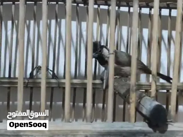 بلبل مخلف وحشي