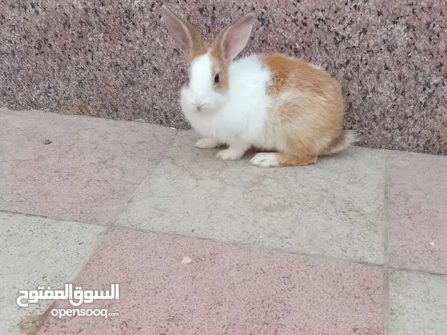 ارنب اليف مناسب اطفال