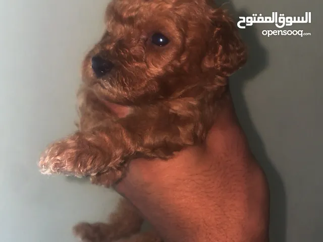 للبيع جراء توي بودل