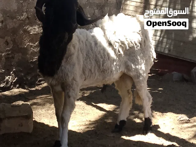 خروف للبيع