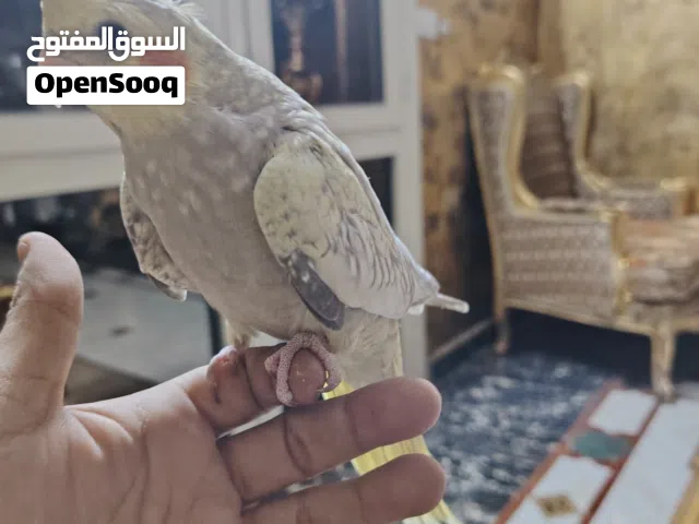 كوكتيل متدرب