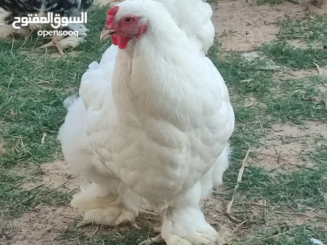 كتكوت براهمه