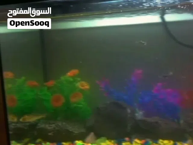 حوض سمك للبيع