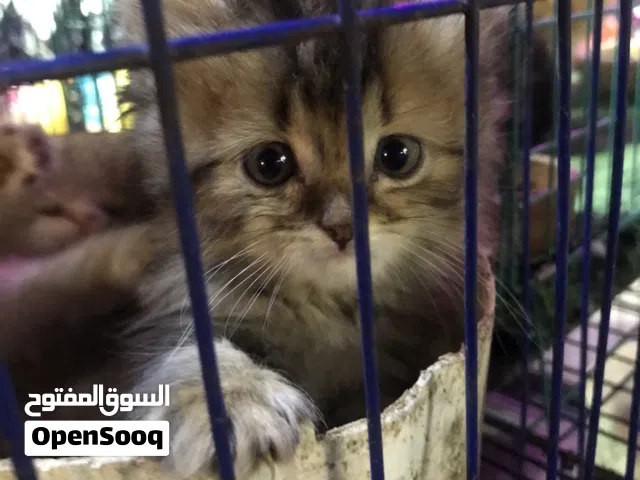 دباديب ولاد وبنات بيور قطط شيرازي شهرين