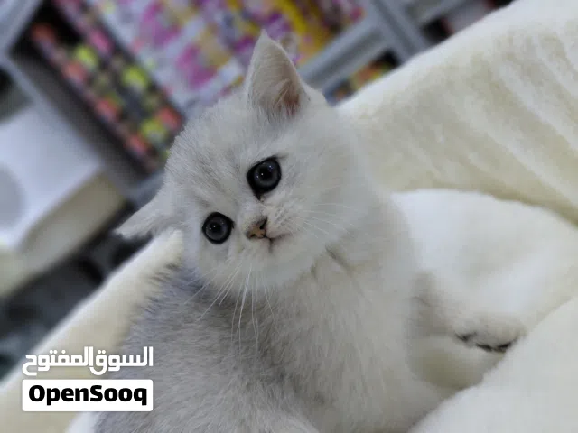 سكوتش ستريت سلفر شدد