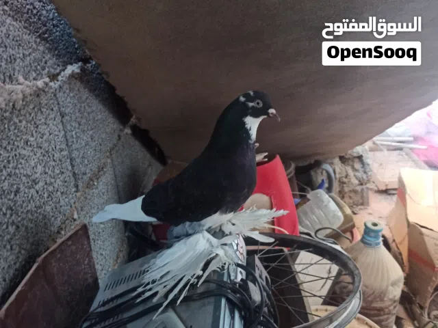 انتايه فاردي