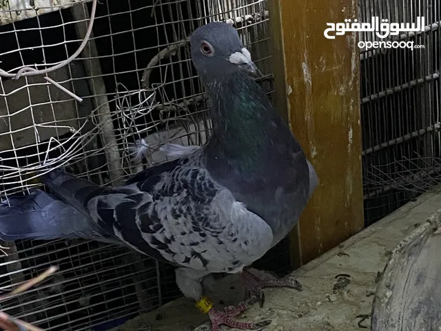 زاجل نثيه بنت الهيرمن بطلت تسابق نقطه ربيعه المركز السادس البيع العدم التفرغ