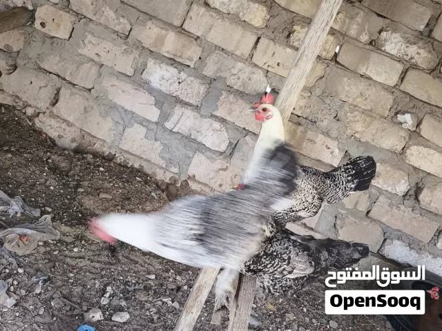 دجاج عربي للبيع