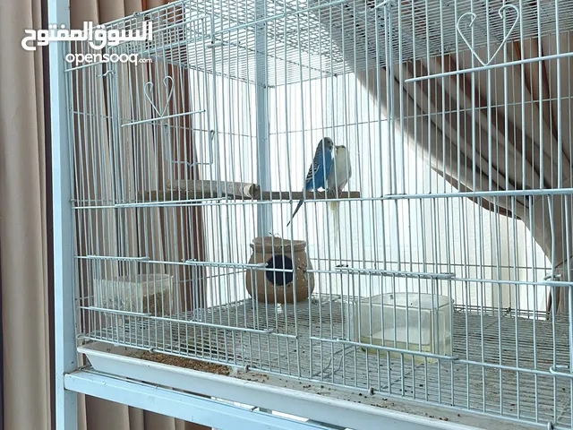 BUDGIES PAIR WITH CAGE