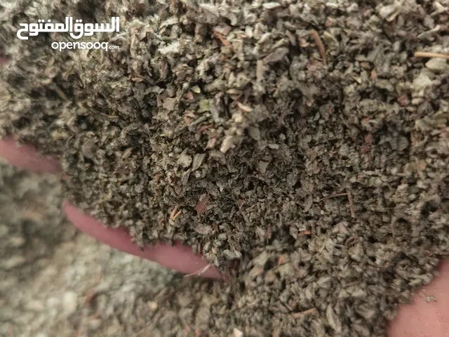 زعتر بلدي للبيع الشعر شامل التوصيل