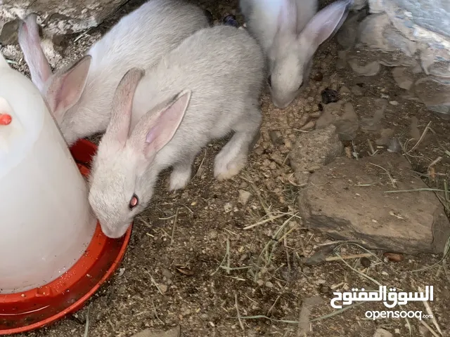 بيع ارانب الموقع الظاهره