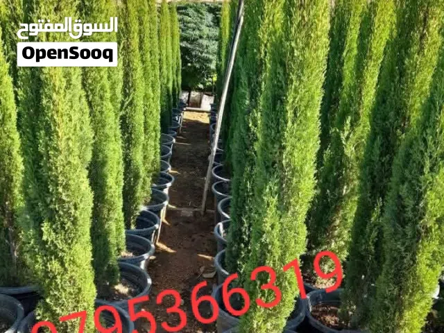 حررررق سرو توتم ايطالي طول مترين السعر نهائي نهائي 8 دنانير وتسليم كما الصوره سرو توتم ايطالي طول مت