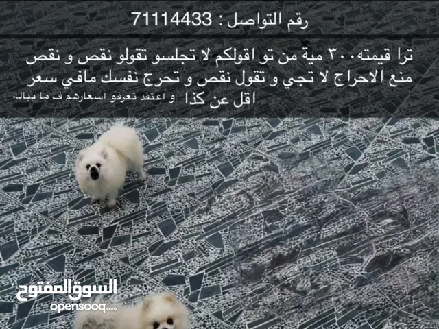 كلاب للبيع
