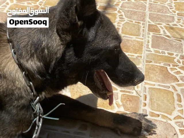 انثي مالنوا عمر سنتين ، دزلي خاص