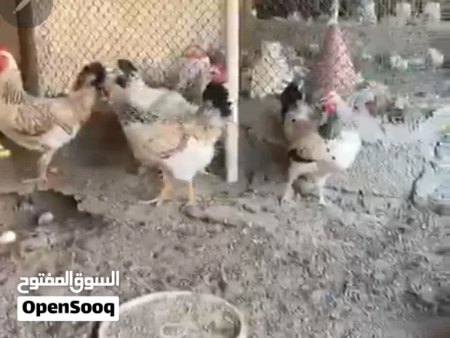 مطلوووب (دجاج محلي يرك عالبيض )