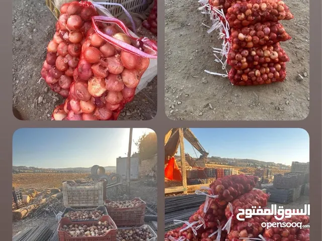 بصل للبيع ب الشوال