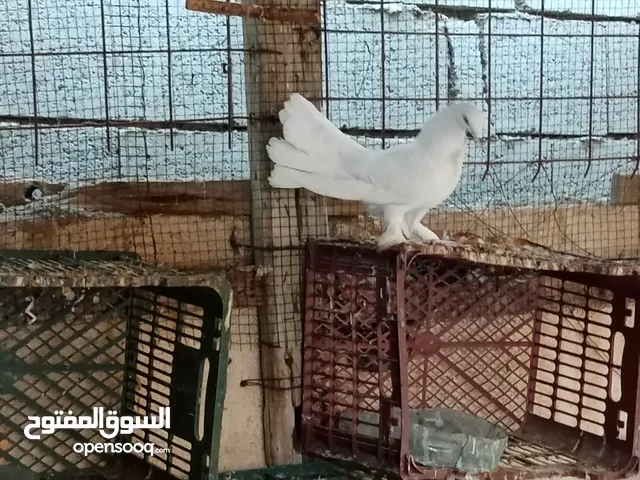 عرايس اصليات اقرى الوصف