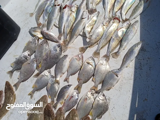 رحلات بحريه حدق وناسه العب مياه دونات موزه دونه جزيرة كبر جزيرة فيلكا مسجل ليف شكت