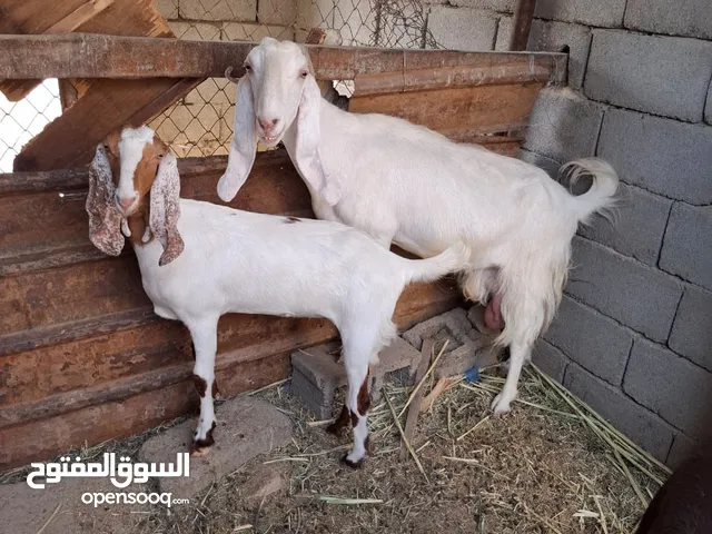 صخول للبيع