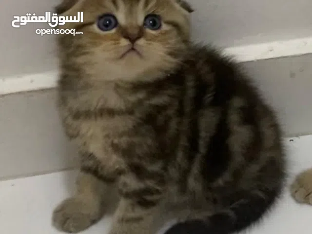 Scottish fold tabby