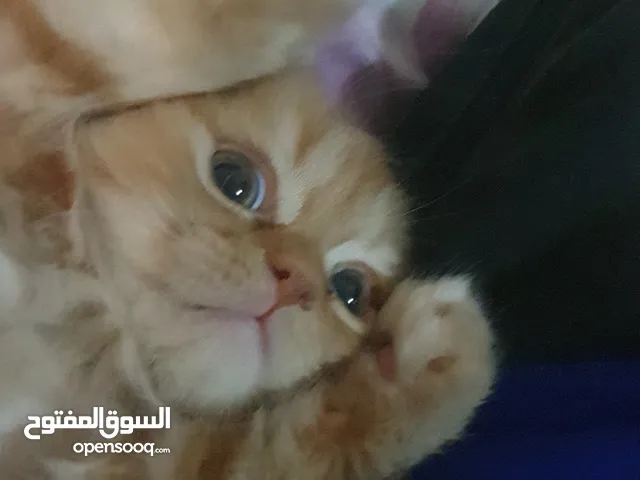 قط شيرازي هيملاين شهرين مع كل شيئ