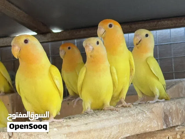 طيور روز اورنج اوبلاين سعر تصفية