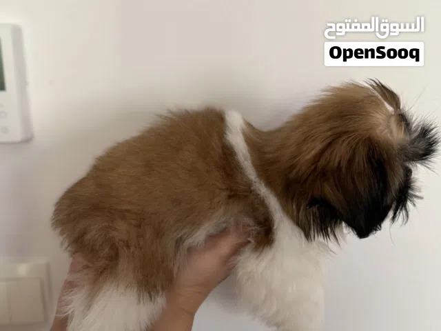كلب هادئ لطيف