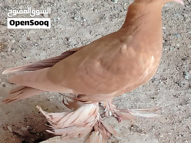 زوج راعب اصفر مخاليف