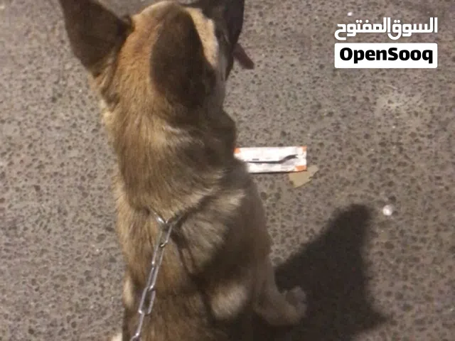كلب جيرمان مكس مالينو للبيع المستعجل
