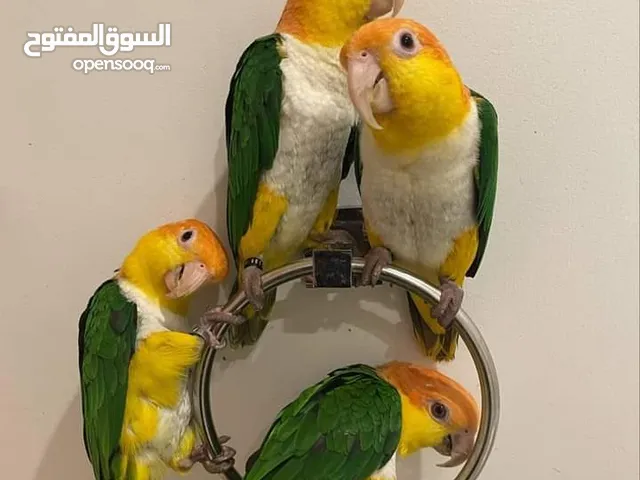 males and females of caiques, well trained, friendly, and so playful, they are all related pair caiq