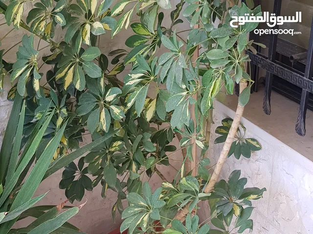 زريعة مشكلة