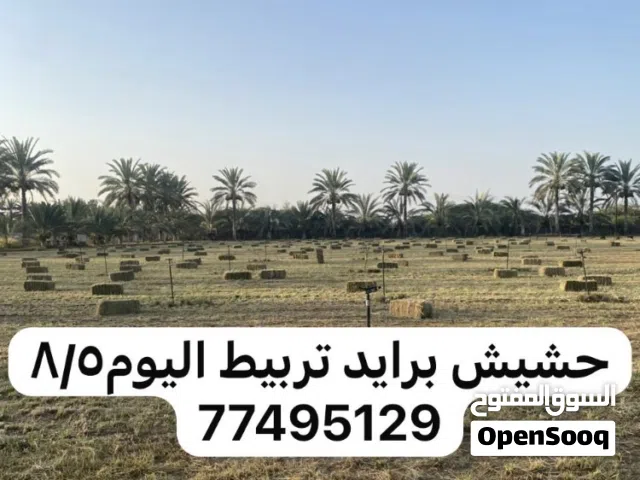حشيش برايد