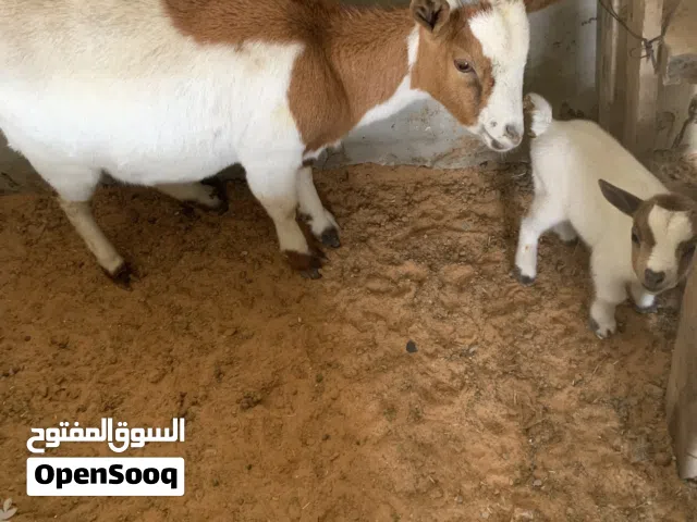 غزالة اللهم بارك والشرح في الفيديوا تبي من يكسب بس