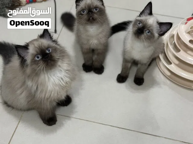 قطط هملايا وسكوتش فولد شورت هير
