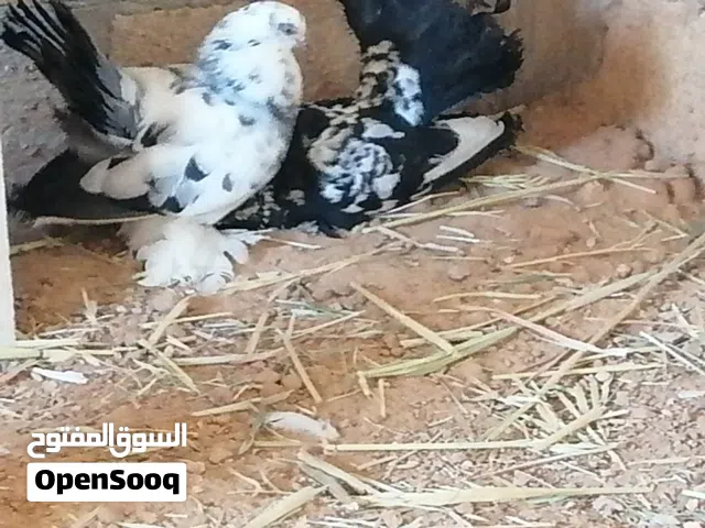 كوبيا روسي على دحي ماشاءالله
