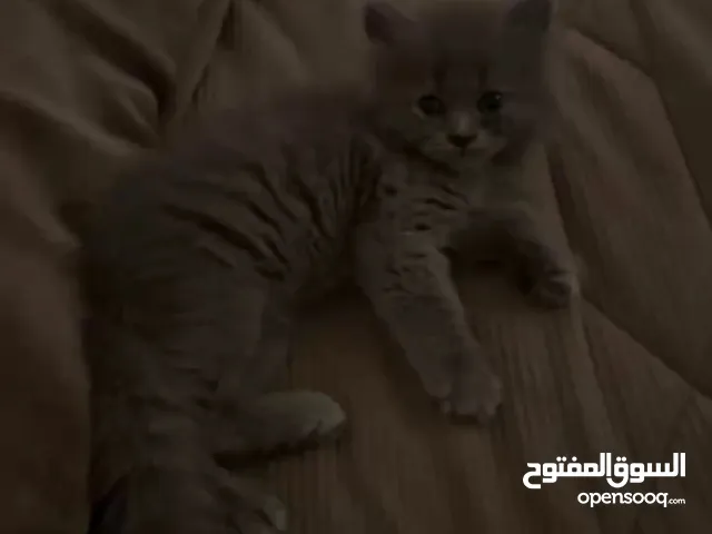 انثى برتش بيور