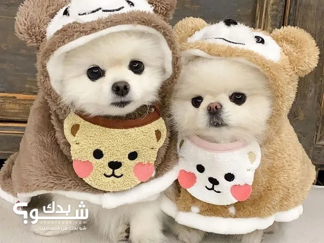 Lovely Pomeranian puppies
