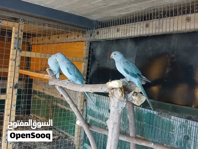 مخاليف ببغاء دره للبيع