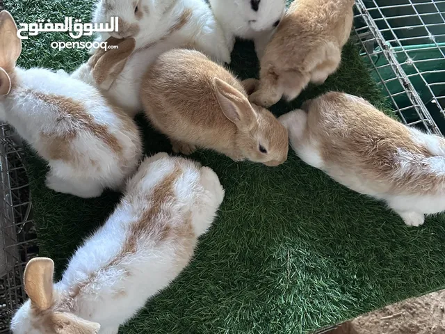 للبيع انتاج الماني فراشه  لأب ولأم وزنهم 6كيلو