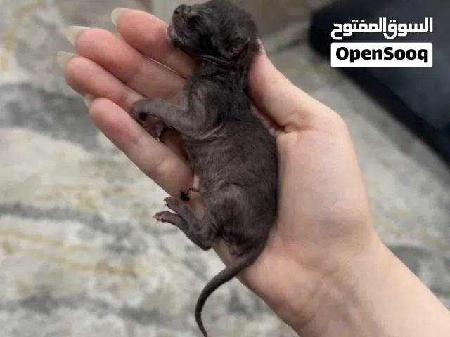 سلام عليكم ياجماعه قطوه.   صغريه حيل.   كانت تحت السارين كانوا في بعد بس كلهم ميتين اله هاذي عايشه