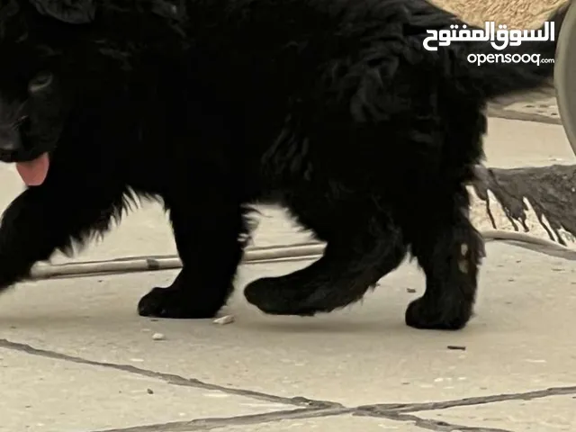 نثية عمرهة 4 اشهر ونص دفتر لقاحاتة كامل رويل ابلاك فول