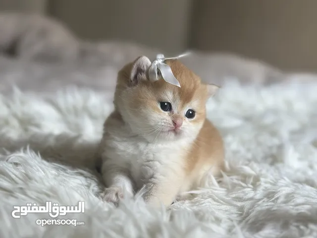 قطط للحجز والانفطام