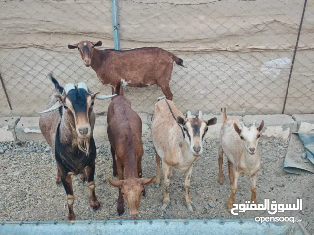 أغنام صلاليه بيور للبيع