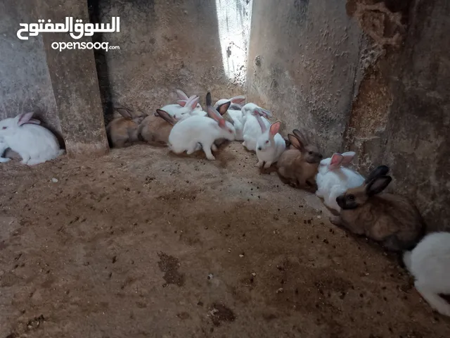ارانب للبيع فرنسي وبلدي