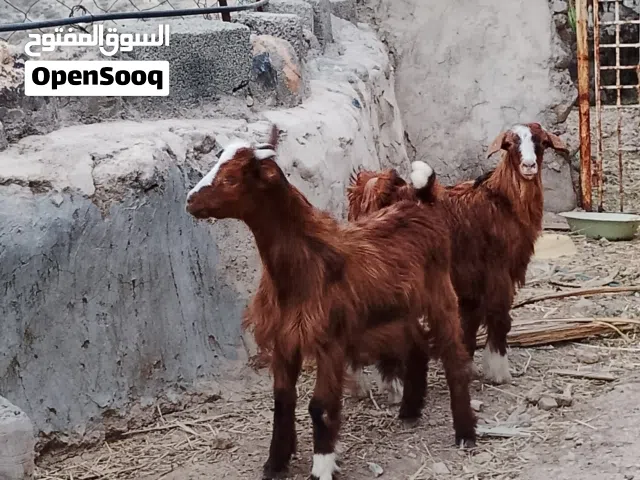 للبيع جديا لذبح او لتربية