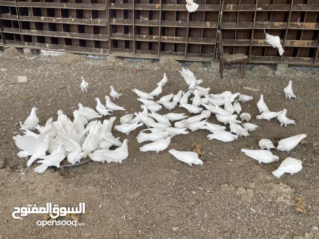 Pigeons الحمام
